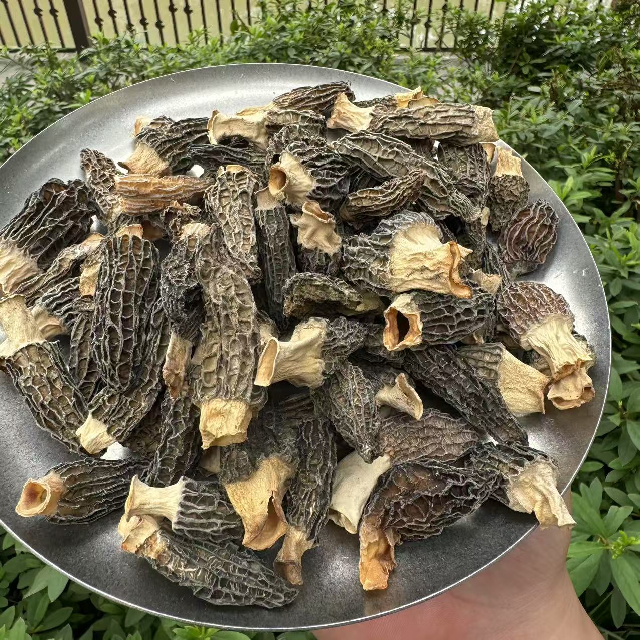 【小明优选】羊肚菌