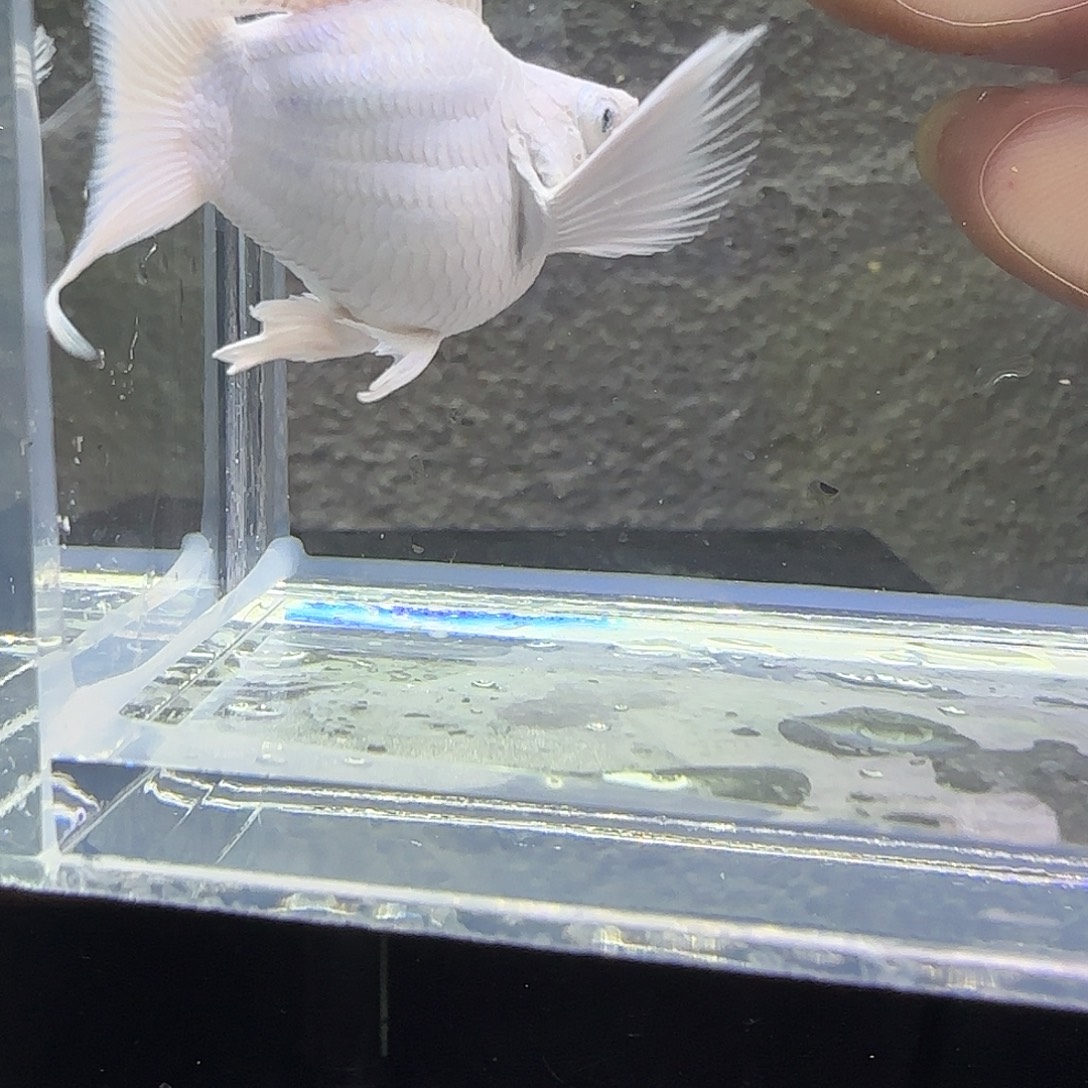 黑玛丽鱼瓷白玛丽。6号