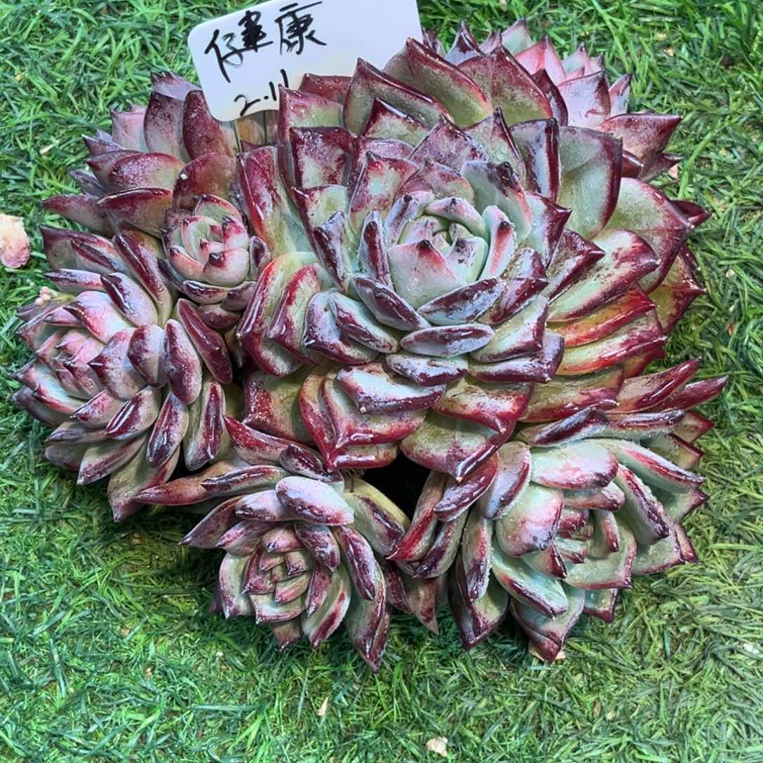 红陶快****好健康姐卡杂