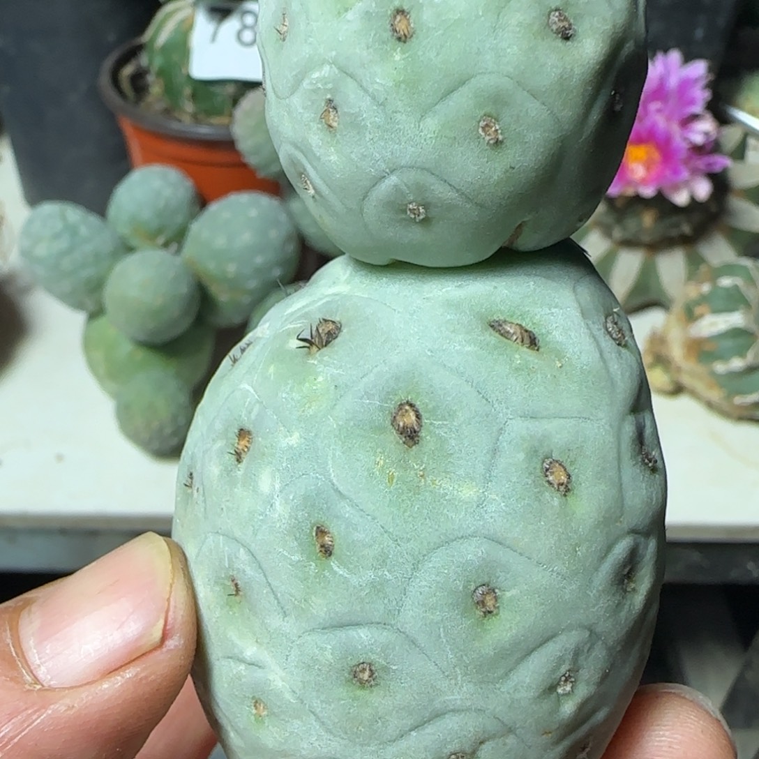 无花朵双头白皮洞洞落地无根