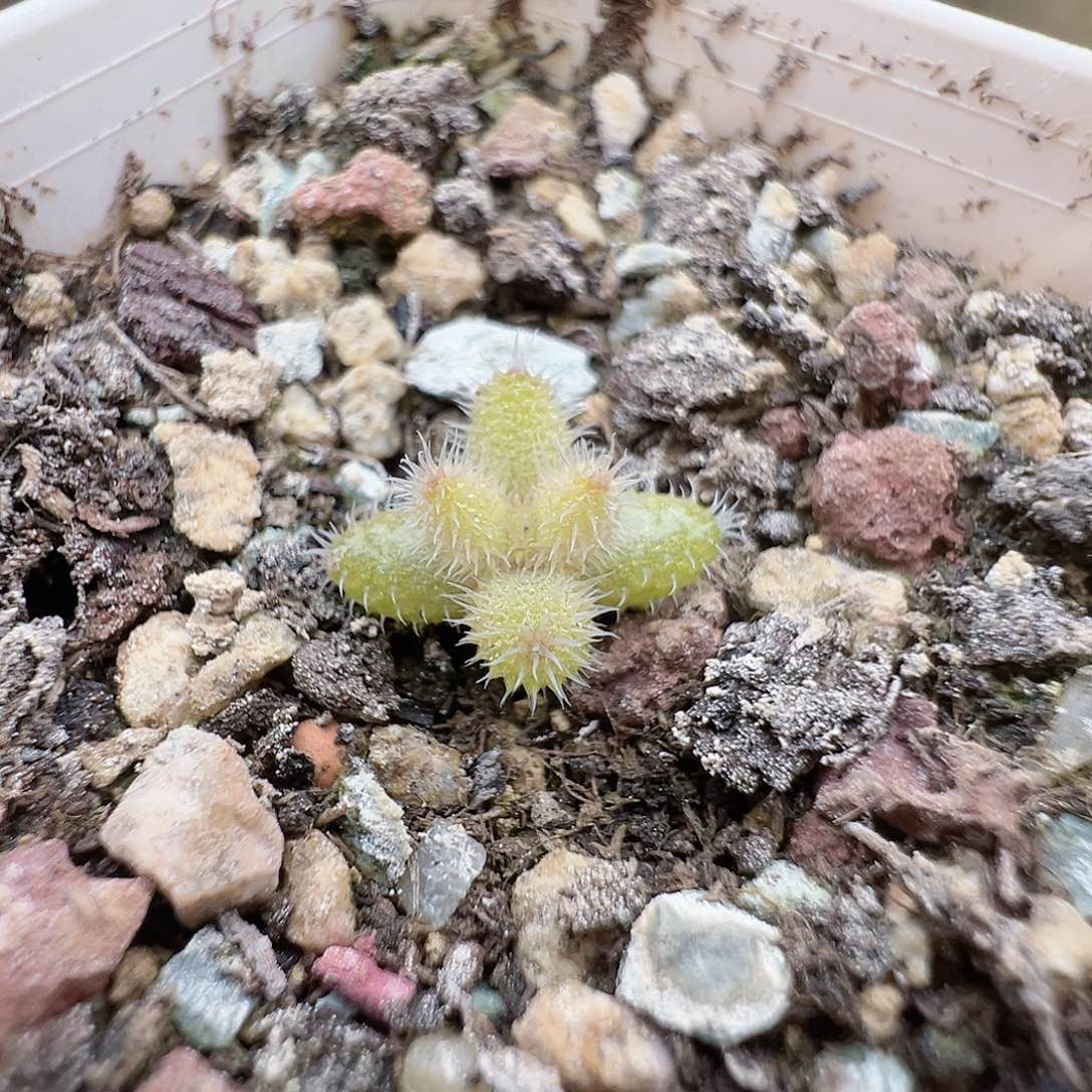 尺寸很小，2707实生彩虹兔耳，拍下不退不换