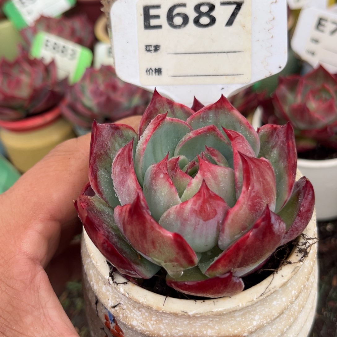 惊鸿一瞥687号多肉