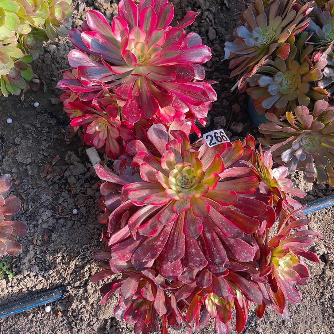 两盆法师13–49包邮法师