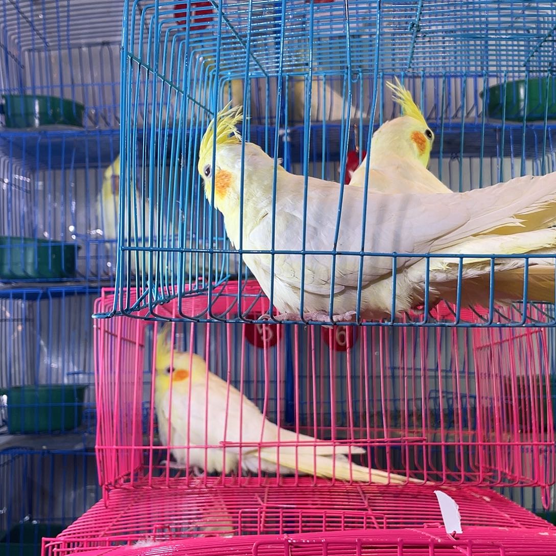 玄凤鹦鹉/鸡尾鹦鹉