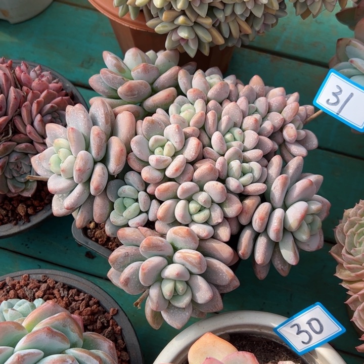 31洛神平平安安健健康康