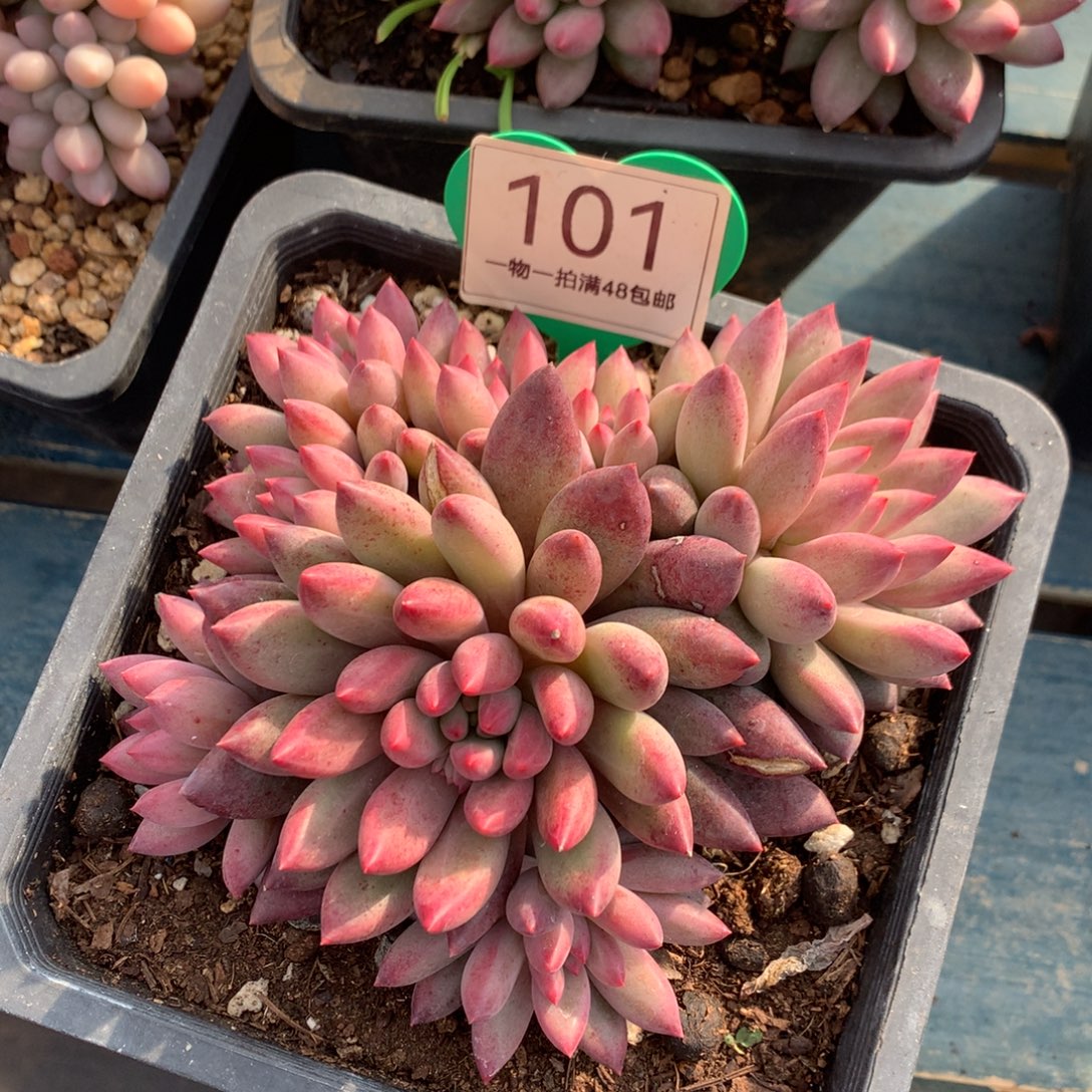 车厘子无砍平头101