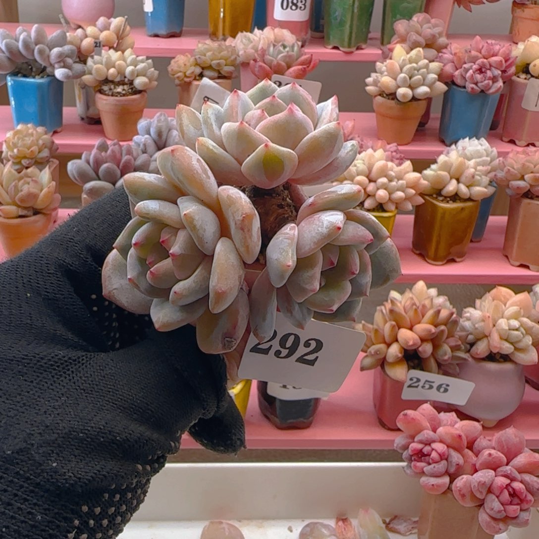 梦露292 ，满38包邮非偏远。包邮非偏远。