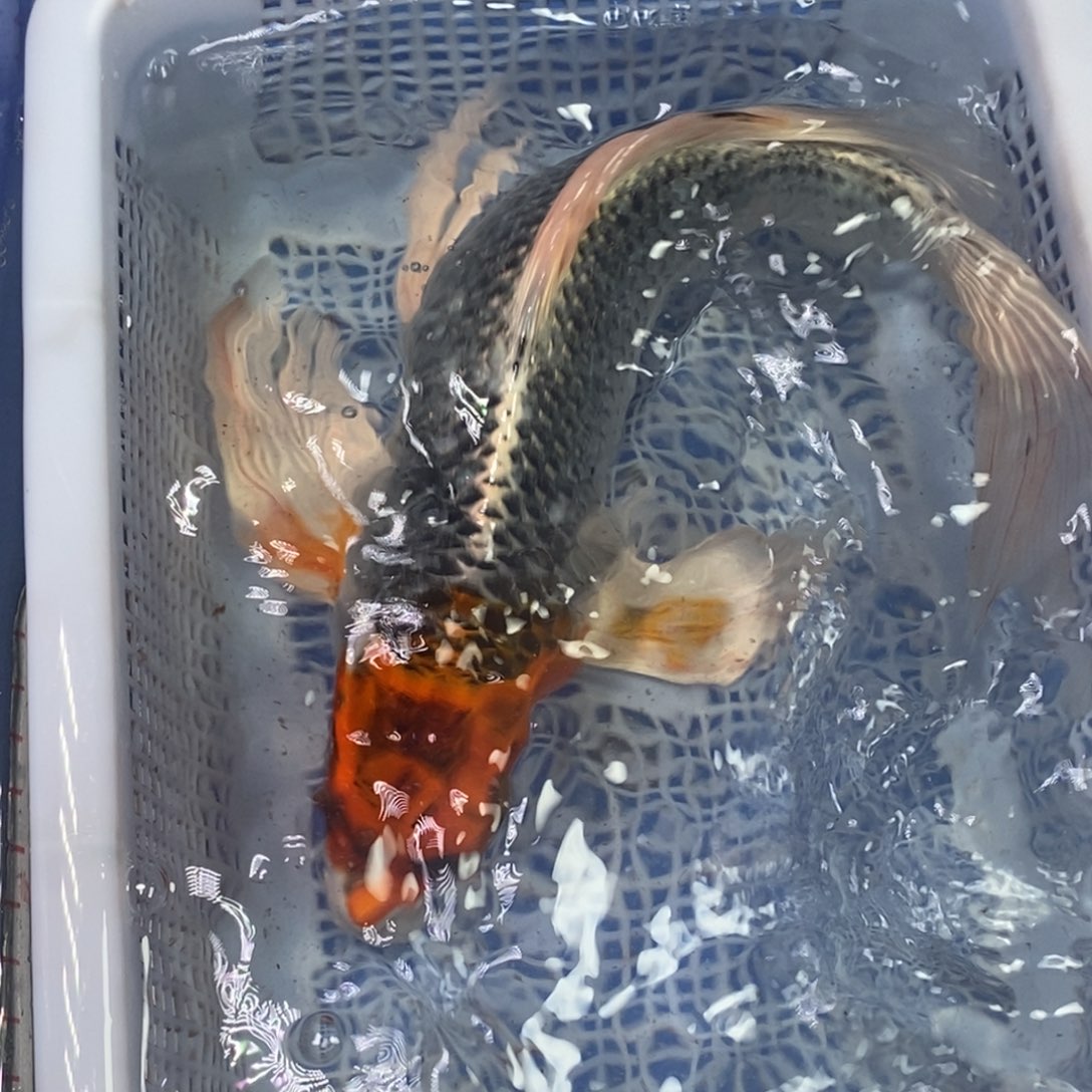 锦鲤冷水锦鲤包邮