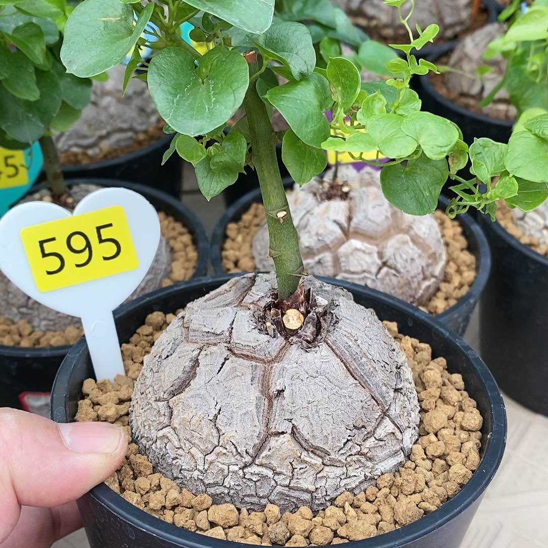 南非龟甲龙龟甲龙