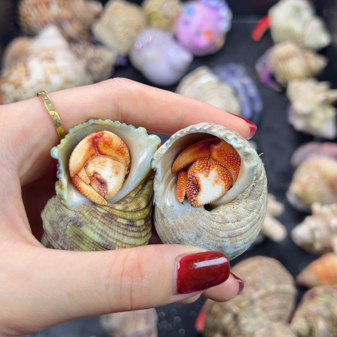 cp印草竹节和通体红2.2口