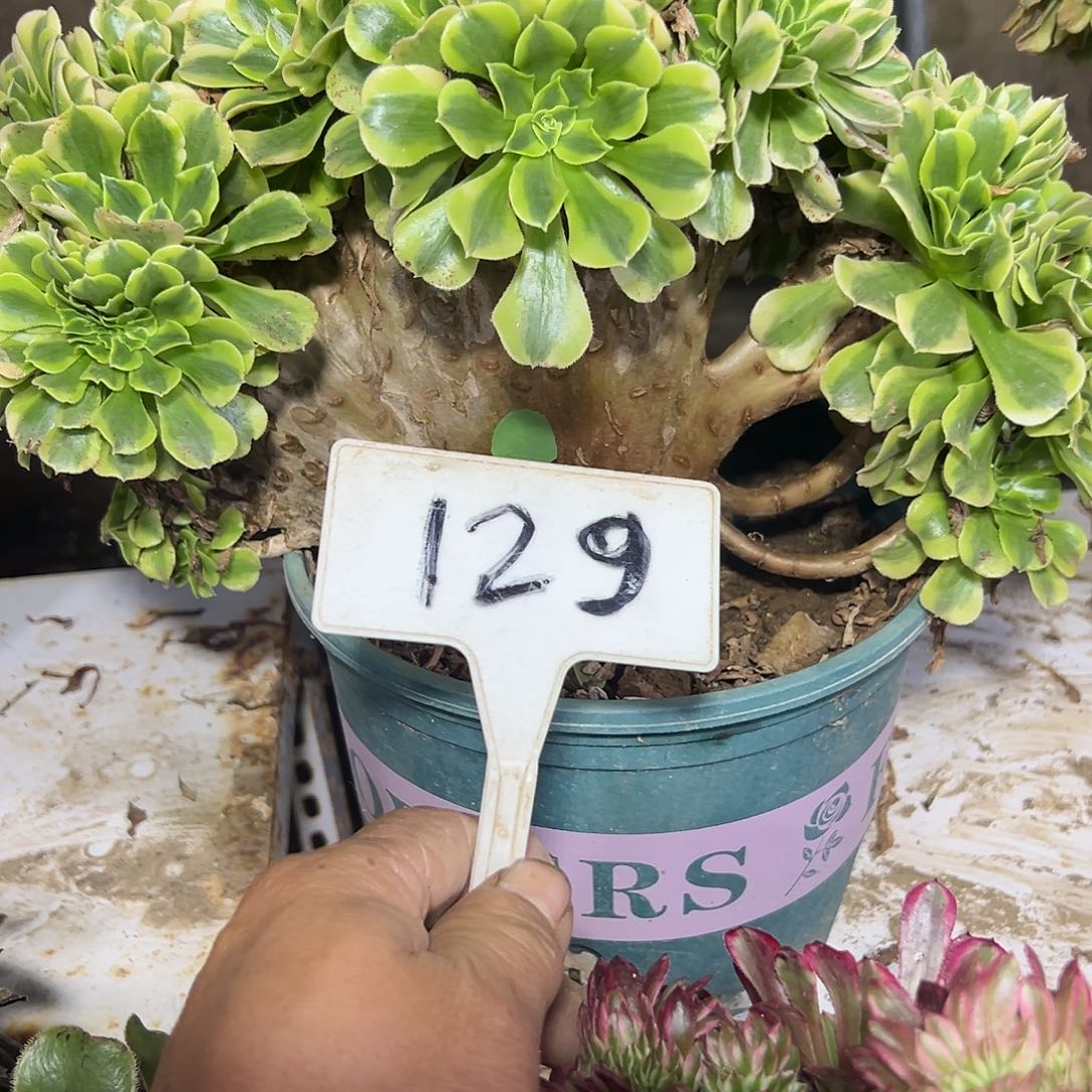 多肉植物绿豆沙缀花129