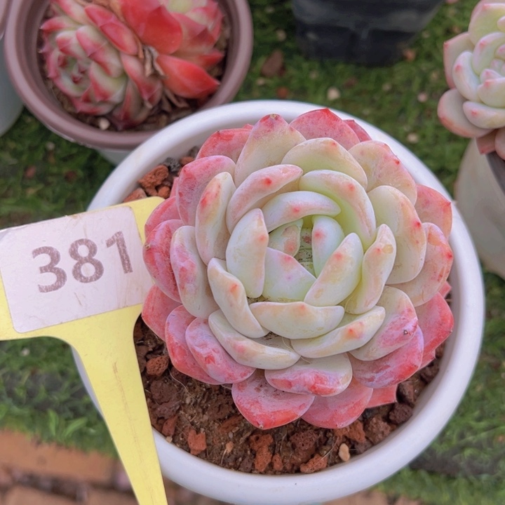 健健康康平平安安