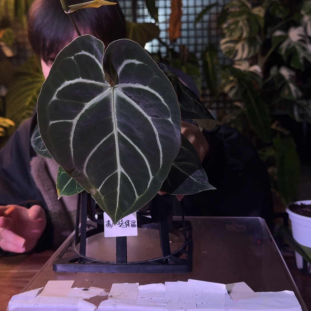 不开花植物G611华丽银杂贝斯轻微叶损无售后