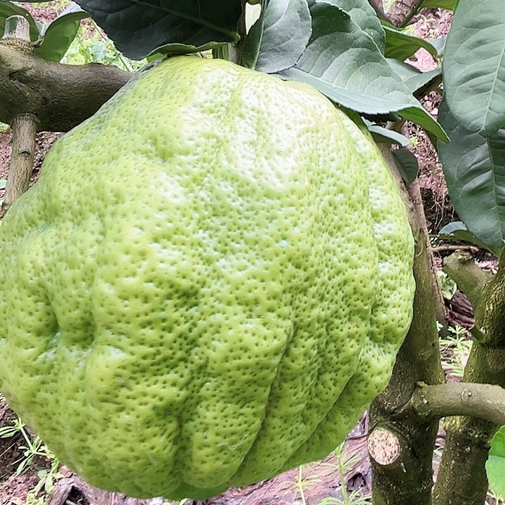 青***。香水柠檬云南高山大香橼