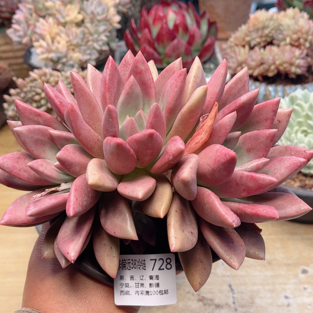 728桃花源德华多肉