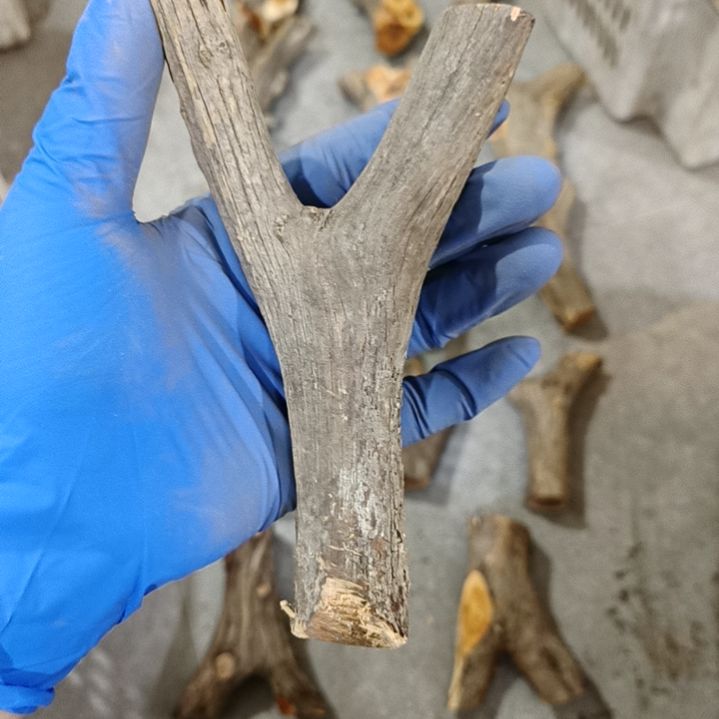 刘***部香榧木崖柏原叉崖柏原叉崖柏