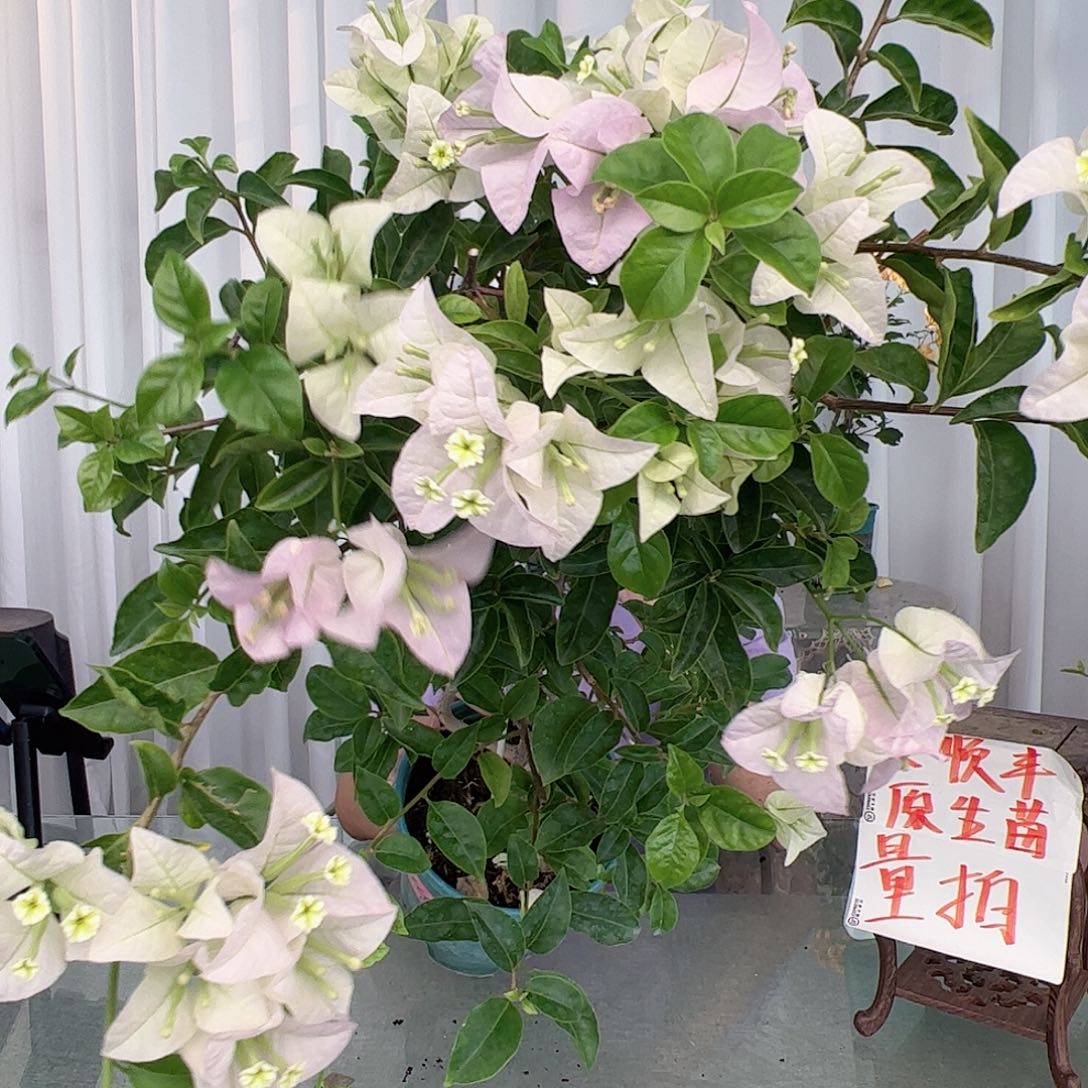 当前无花栽培后可以开花苹果花一颗