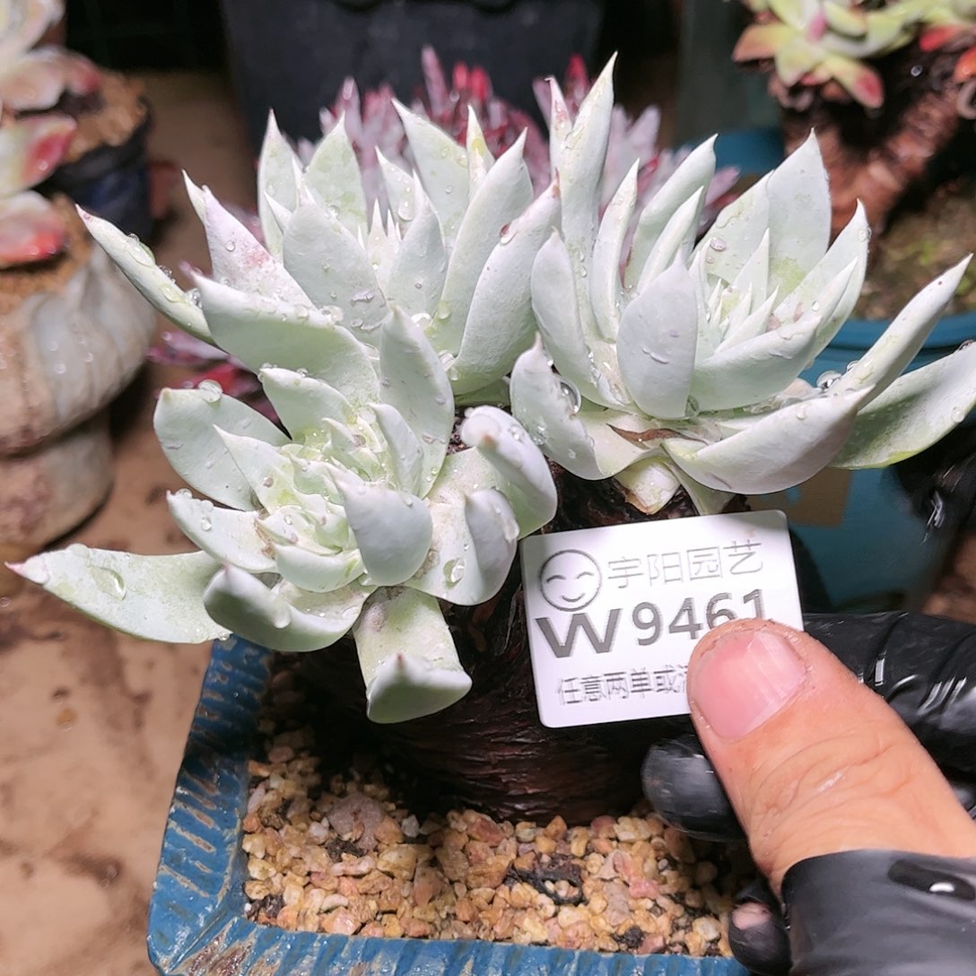 9461大花朵苹果叶多肉