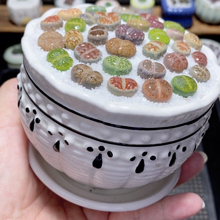 精美盆栽 一物一拍1773