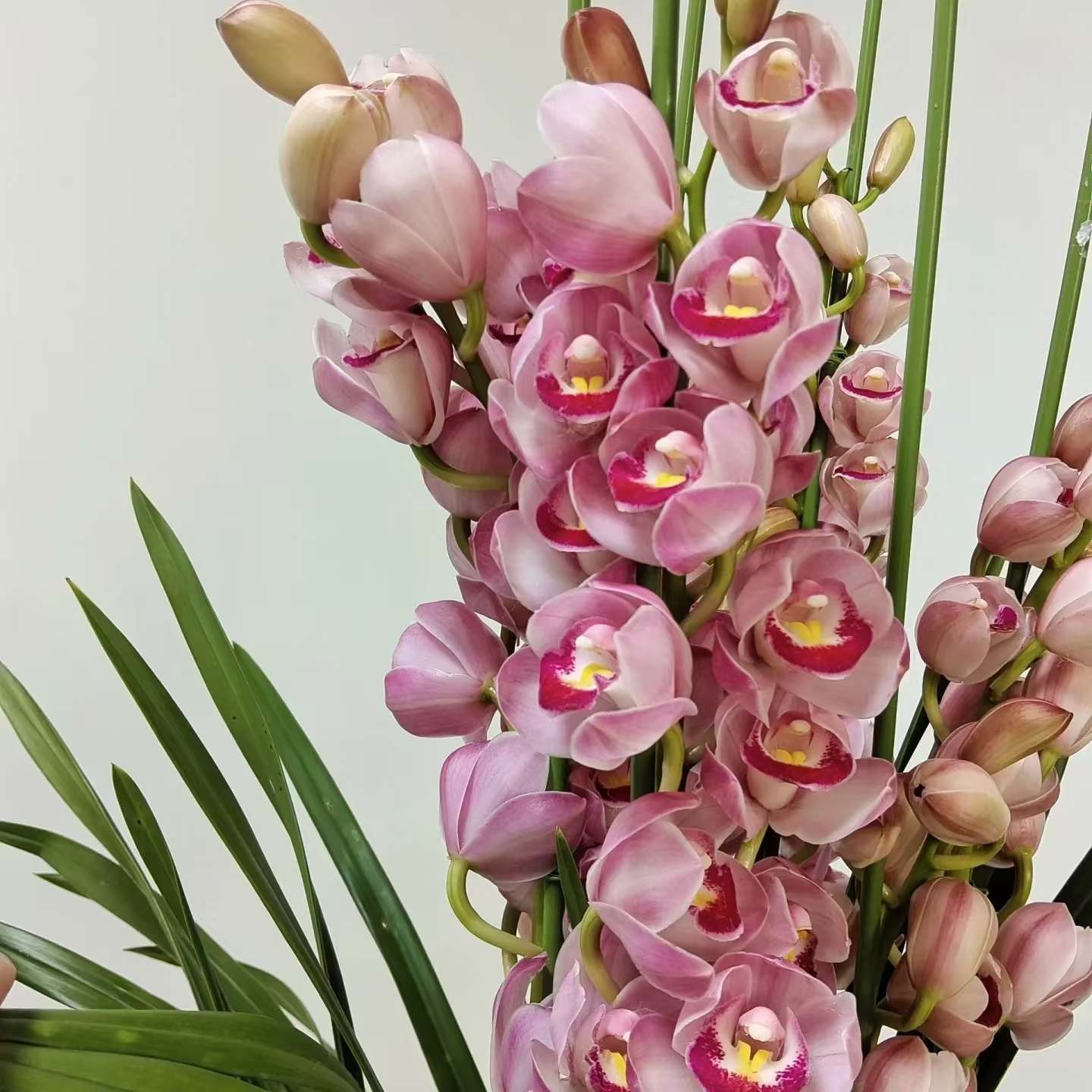 【草莓露】 带盆 发货 大花蕙兰 年宵花 云南直发 