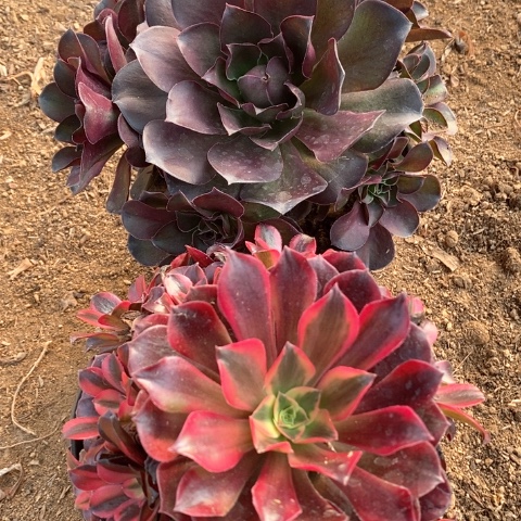 433两颗法师多肉植物