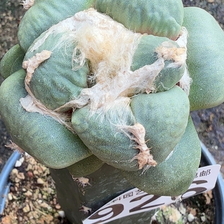 无花朵苗接蛋尤926