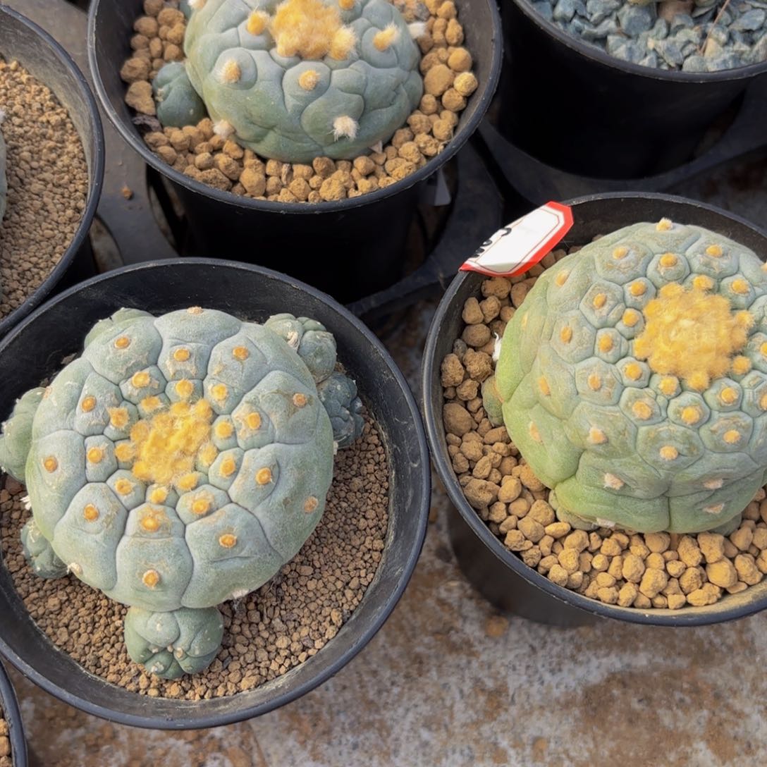 G g g g g g 03 g g g g g