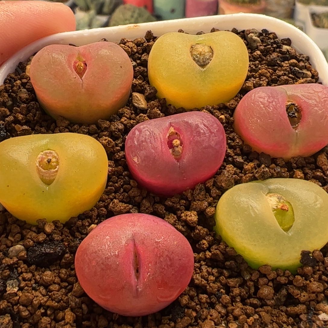 023多肉植物百科