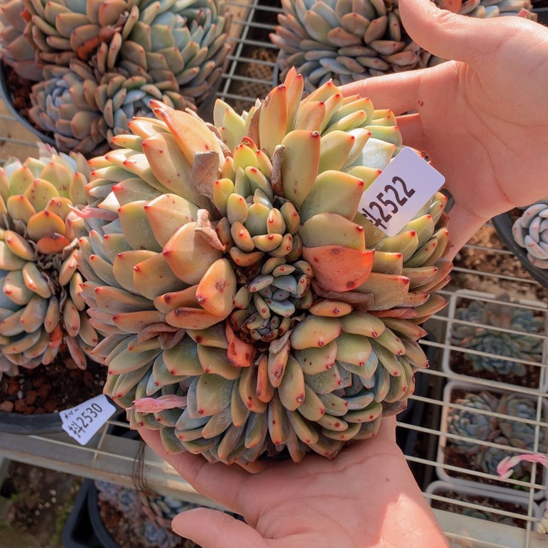 2522多头一个小时左右即可享受