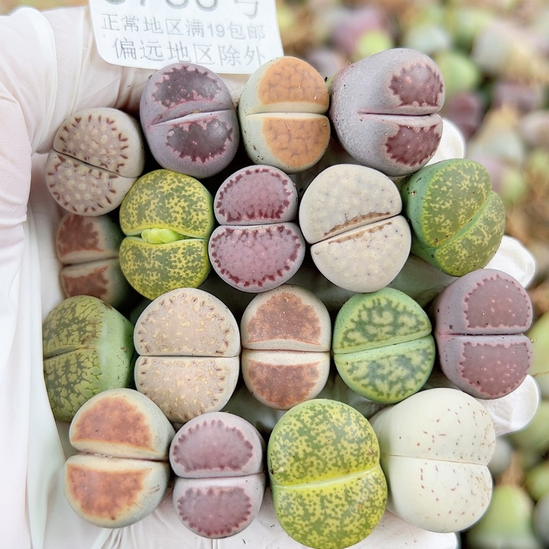 5750 好养易活生石花大母本18个