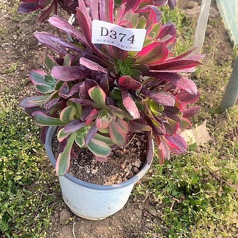 374赤霞飞多肉法师锦