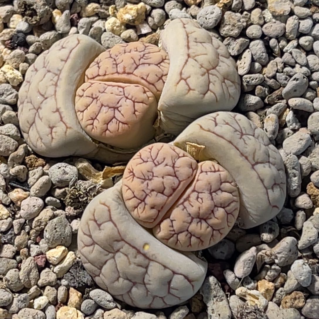 一***ღ8692双头红纹261一颗