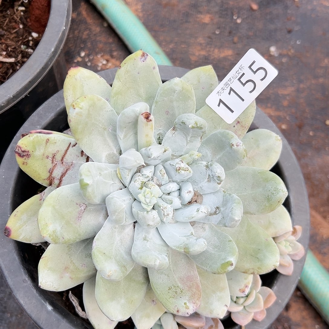 八*后宽叶拇指帕奇飞徒仙女杯多肉。