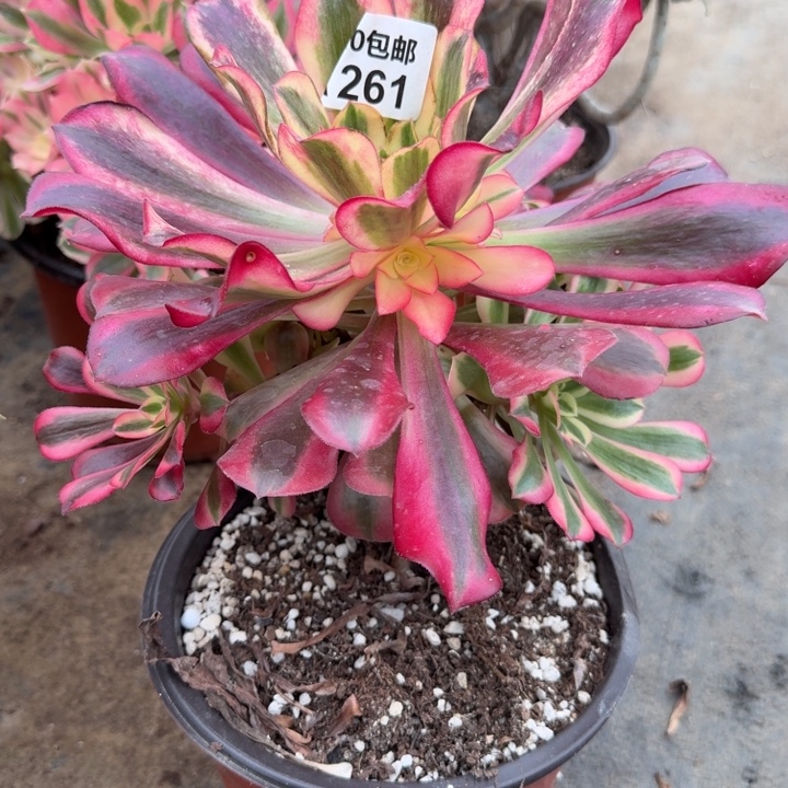 满20包邮，零下拍保温，261美杜莎