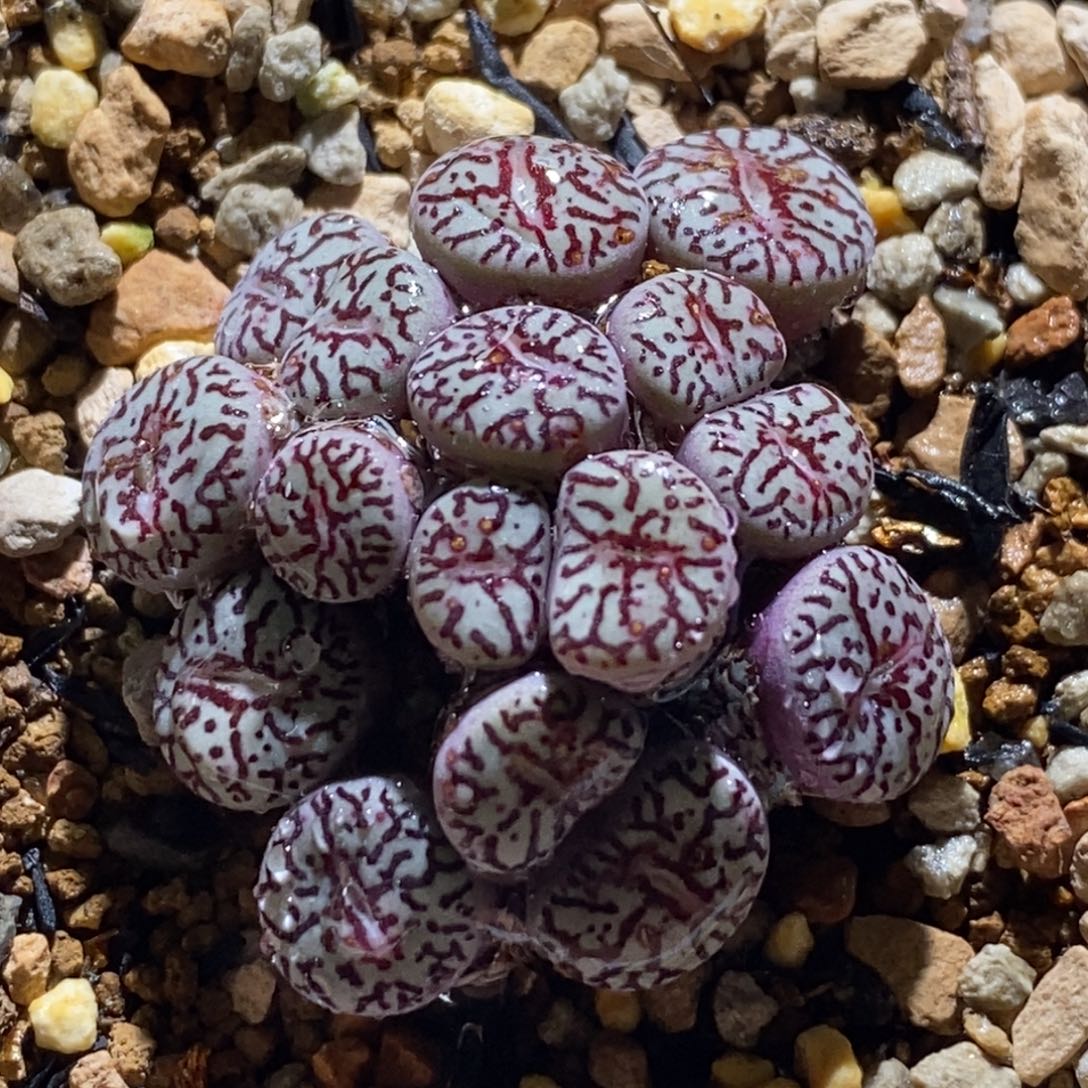 一颗群生手捧花开播福利