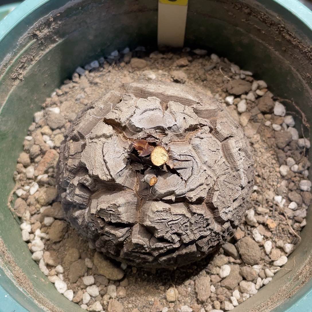 9号龟甲龙8.5公分