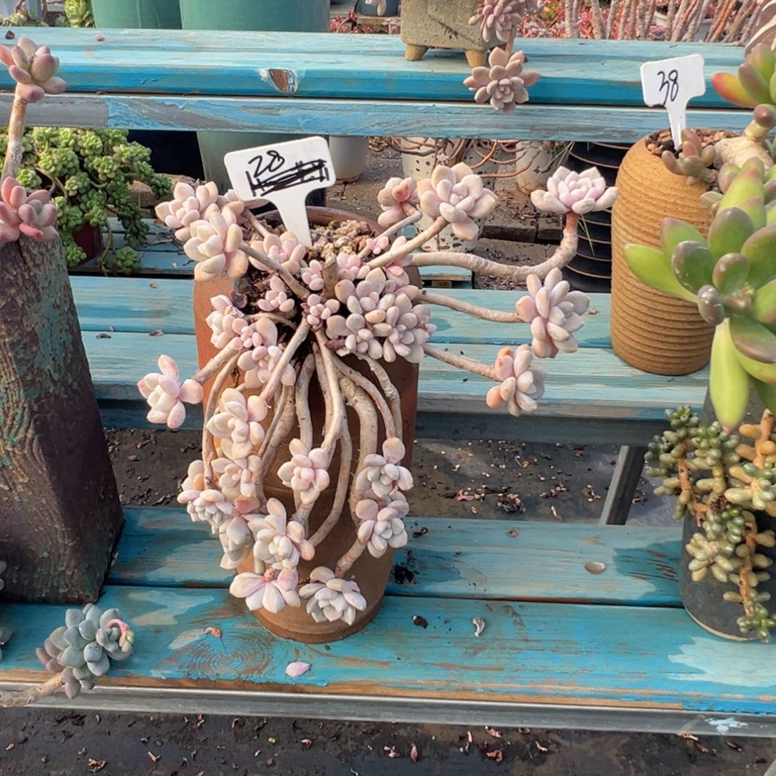 精品克洛伊妖桩特价 裸肉