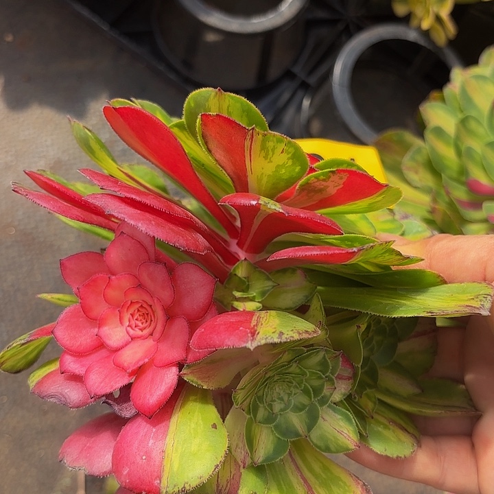 多肉植物知否501