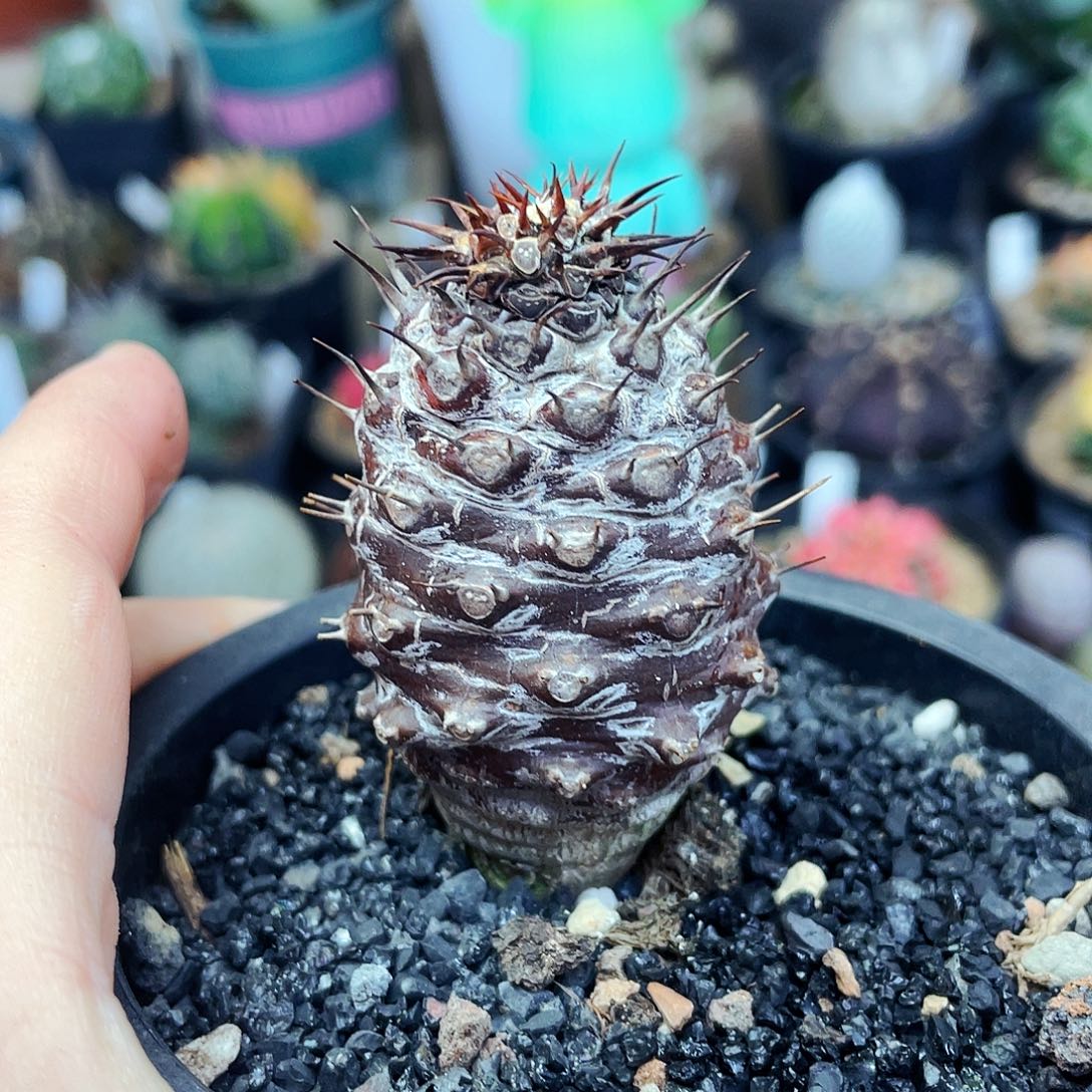 非偏远地区满25包邮仙人球