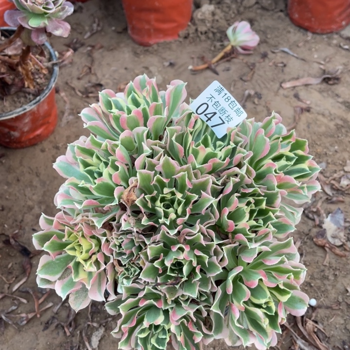 047白凤绣球1号棚