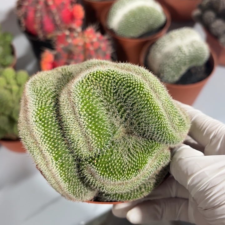 玉翁缀仙人球1234