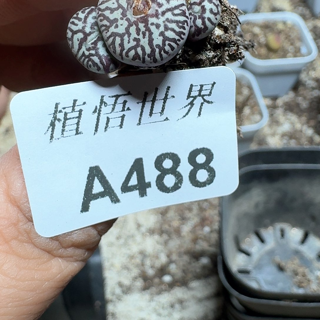 488号多肉植物哇f g g