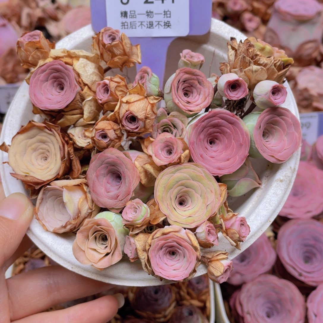 婉***儿山地玫瑰J241满38包邮裸根发货