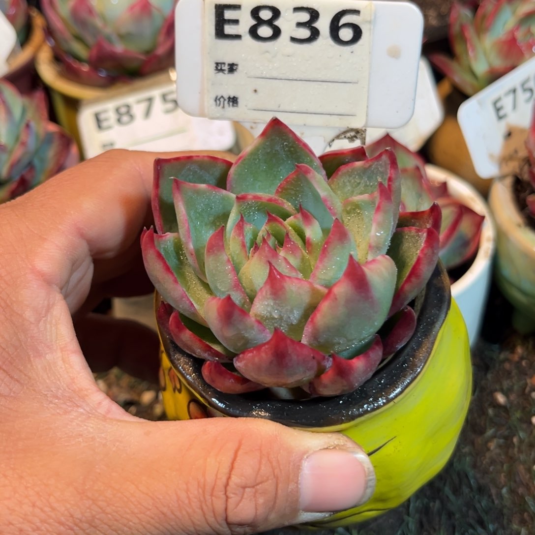 惊鸿一瞥836号多肉