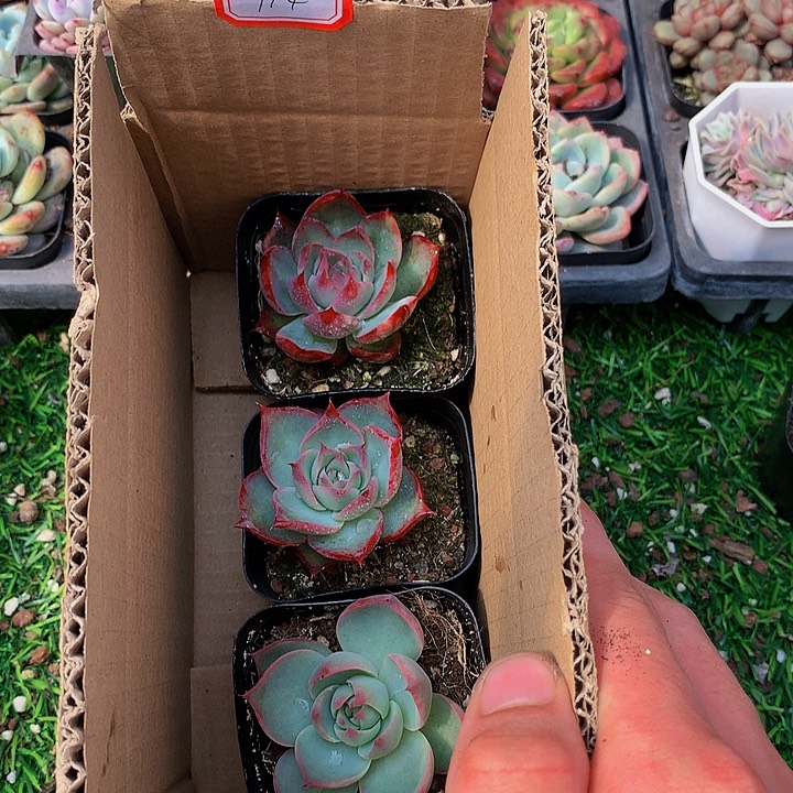 A114惊鸿仙子多肉