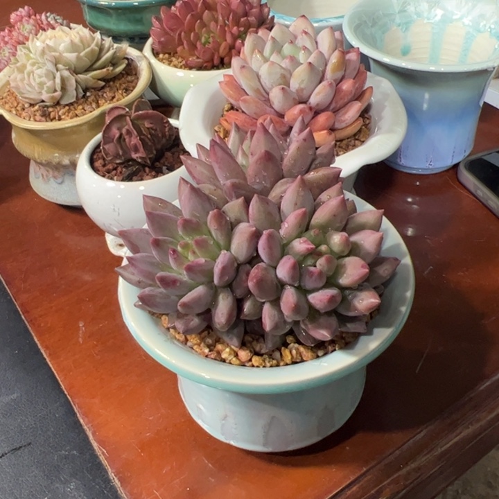 水晶球➕多肉花盆