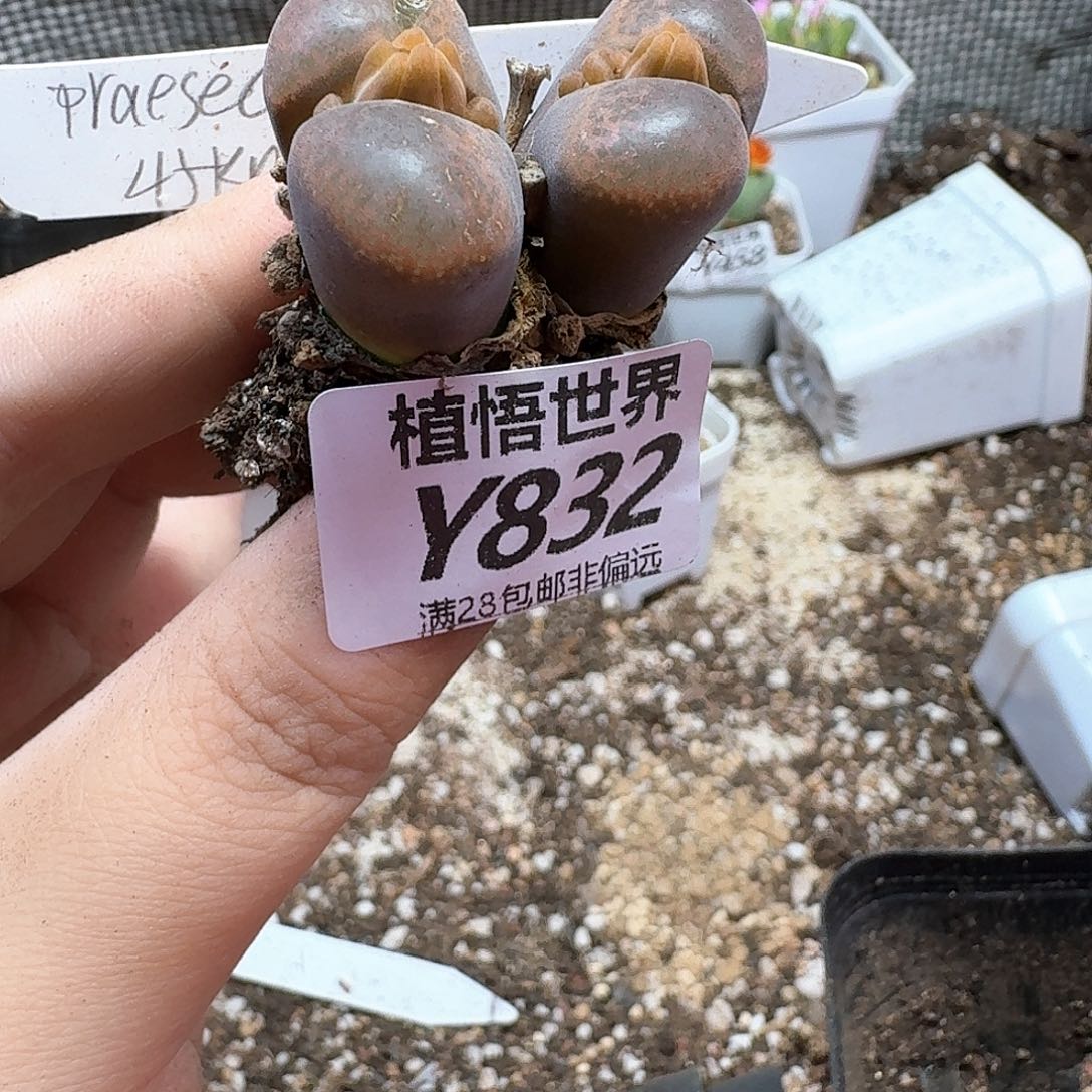 多肉植物的日子去地方