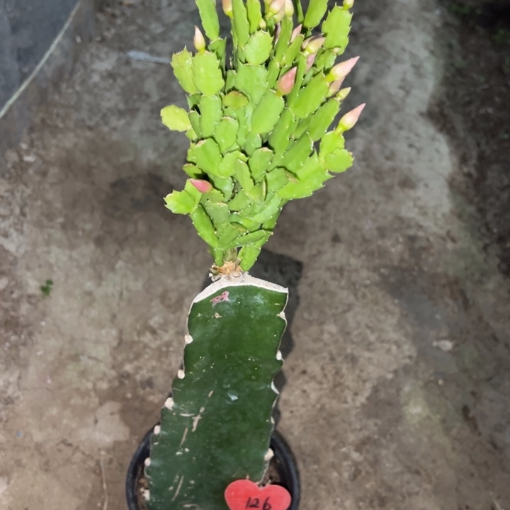 金***露当前无花栽培后可以开花双喜126