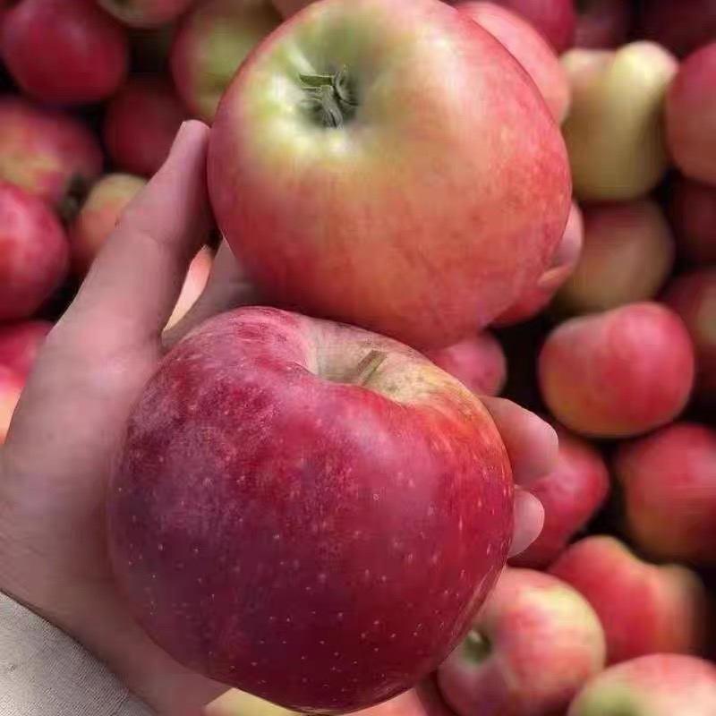 特早熟鲁丽苹果树苗全红特大脆甜七月成熟鲁丽苹果苗南方北方种植