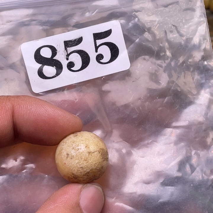 驼骨其他人工养殖